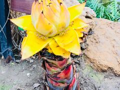 -南通洲际绿博园