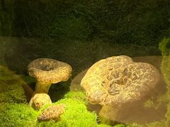 景观位-芸山季·云南野生菌火锅(宝能环球汇店)