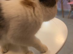 -三花喵·撸猫购宠·宠物生活馆(虹桥南丰城店)