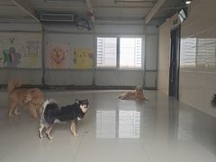 -汪说喵讲宠物乐园宠物酒店(红星美凯龙店)