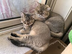 -天宠宠物医院24小时·急重症诊疗中心·全科·腔镜特色(和平分院)