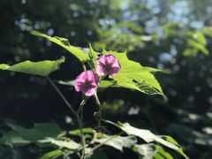 -尼亚加拉瀑布州立公园