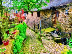 -桑洲油菜花景区