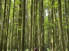 -武陵山森林公园