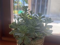 -节节香.成都非遗肥肠粉(总店)