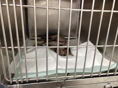 -爱诺耐芙动物医院(万博店)