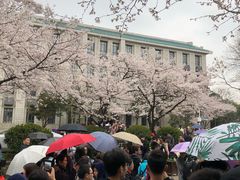 -武汉大学-樱园