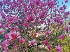 -大兴滨河森林公园