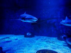 -成都浩海立方海洋公园