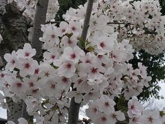 -菊园百果园