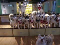 -Husky Go! 哈士奇体验馆·宠物咖啡厅狗咖