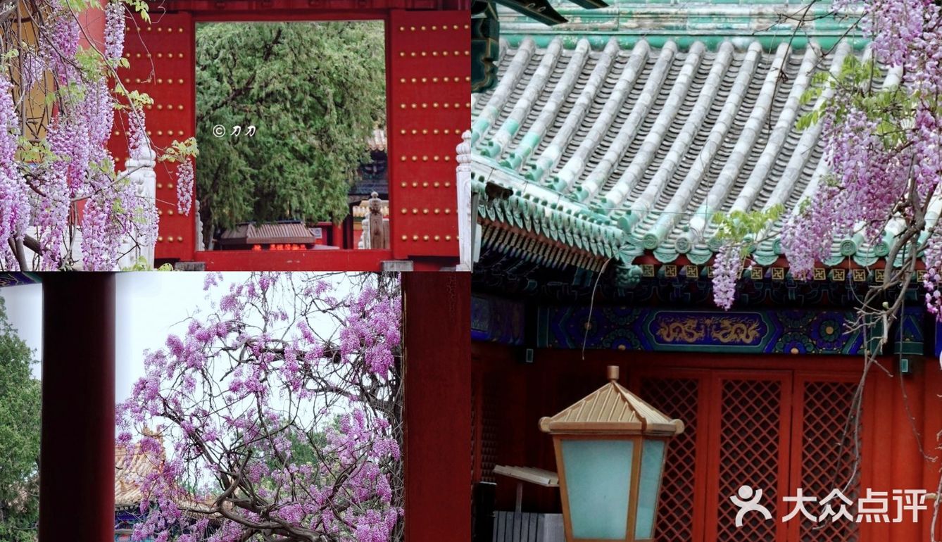 北京紫藤观赏攻略｜8大最佳宝藏地