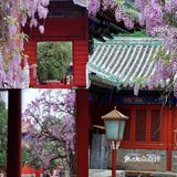 北京紫藤观赏攻略｜8大最佳宝藏地