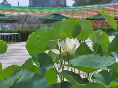 -莲花池公园