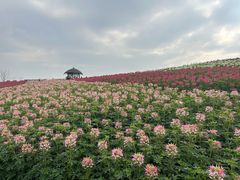-径山花海