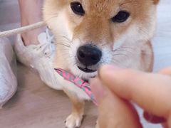 -柴迷FANS CLUB·柴犬狗咖·猫咖