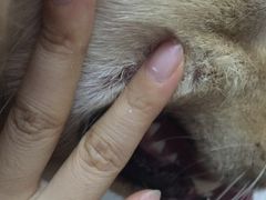 -PETKIT小佩宠物(古北店)