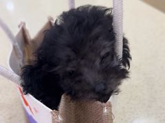 -天宠宠物医院24小时·急重症诊疗中心·全科·腔镜特色(和平分院)