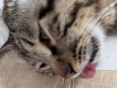 -北京观赏动物医院·24小时大型综合·猫专科·异宠专科