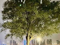 -武昌江滩