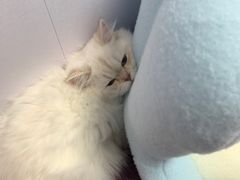 -博特宠物医院24h犬猫全科.骨科·异宠