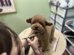 -鑫艺宠物美容培训学校