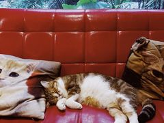 -咖法森林·咖啡  酒吧(天河店)