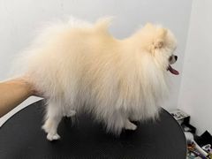 -comecome来吧宠物(奥克斯中心店)