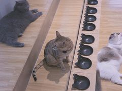 -啵啵喵·猫咖(攀华国际店)