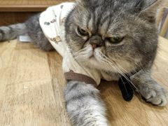 -楼上猫咖(罗湖店)