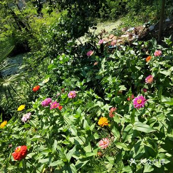 之前在网上买了一些花种子寄到家里,让爸妈撒在路边看看