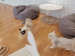 -momokira米努特·德文卷毛猫·棉花面纱犬