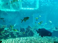 -海棠湾洲际-涛·海底餐厅·美人鱼·自助餐·海底隧道