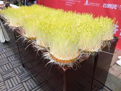 豆苗-巴倒烫陆派火锅山庄(南山总店)