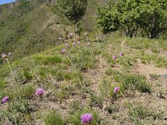 -北京鹫峰国家森林公园