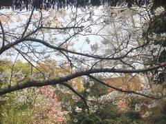 -上海植物园·停车场