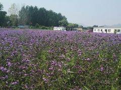 -北京东方普罗旺斯薰衣草庄园