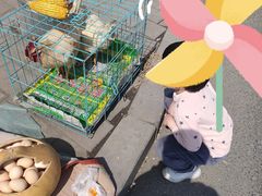 -蒲河大集