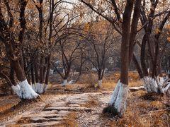 -茅家埠