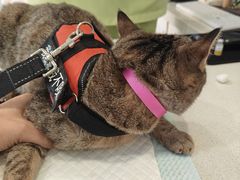 -艾吉宠物医院·疑难杂症转诊中心·猫友好(碧江路院)