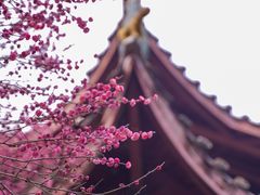 -峨眉山报国寺