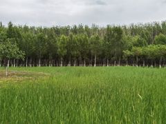 -东郊湿地公园