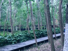 -合肥滨湖国家森林公园