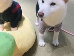 -逗柴咖啡屋·狗咖猫咖宠物桌游