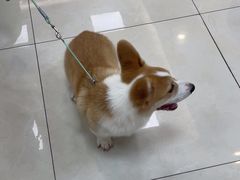 -北京观赏动物医院·24小时大型综合·猫专科·异宠专科