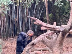 -广州长隆野生动物世界