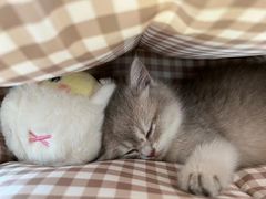 -老吴的猫·猫舍(新区店)