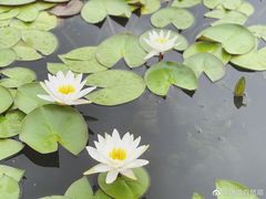-莲花池公园
