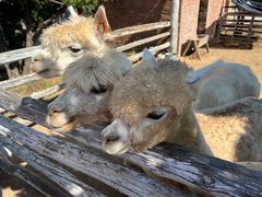 -清风小镇闯关东影视基地