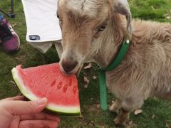 -不觉晓CAMPING(上海迪士尼营地店)